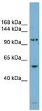 ArfGAP With SH3 Domain, Ankyrin Repeat And PH Domain 3 antibody, TA344972, Origene, Western Blot image 
