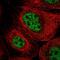 GINS Complex Subunit 3 antibody, PA5-65503, Invitrogen Antibodies, Immunofluorescence image 