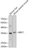 Baculoviral IAP Repeat Containing 7 antibody, GTX64543, GeneTex, Western Blot image 