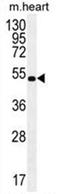 CUGBP Elav-like family member 6 antibody, AP50394PU-N, Origene, Western Blot image 