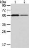 XK Related 3 antibody, CSB-PA569780, Cusabio, Western Blot image 