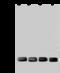 NEDD8-conjugating enzyme Ubc12 antibody, 202732-T36, Sino Biological, Western Blot image 