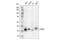 PHD Finger Protein 6 antibody, 44438S, Cell Signaling Technology, Western Blot image 
