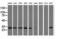 Sepiapterin Reductase antibody, GTX83574, GeneTex, Western Blot image 