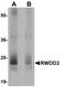 RWD Domain Containing 3 antibody, NBP1-76309, Novus Biologicals, Western Blot image 
