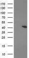 KAP1 antibody, TA502972S, Origene, Western Blot image 