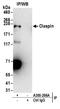 Claspin antibody, A300-266A, Bethyl Labs, Immunoprecipitation image 