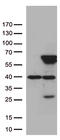 Zinc Finger Protein 480 antibody, TA812654S, Origene, Western Blot image 