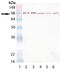 HSP90 antibody, ADI-SPA-836-D, Enzo Life Sciences, Western Blot image 