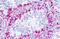 Cholinergic Receptor Muscarinic 4 antibody, MBS248068, MyBioSource, Immunohistochemistry frozen image 