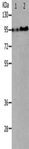 A-Kinase Anchoring Protein 8 Like antibody, CSB-PA697958, Cusabio, Western Blot image 