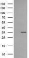 CD1c Molecule antibody, TA505398AM, Origene, Western Blot image 