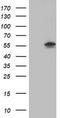 Protein kinase B antibody, CF504231, Origene, Western Blot image 