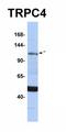 Transient Receptor Potential Cation Channel Subfamily C Member 4 antibody, orb329823, Biorbyt, Western Blot image 