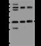 BUD23 RRNA Methyltransferase And Ribosome Maturation Factor antibody, 200927-T44, Sino Biological, Western Blot image 