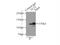 Methylcytosine dioxygenase TET2 antibody, 21207-1-AP, Proteintech Group, Immunoprecipitation image 
