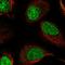 Round Spermatid Basic Protein 1 antibody, HPA042124, Atlas Antibodies, Immunofluorescence image 