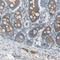 Attractin antibody, NBP1-87967, Novus Biologicals, Immunohistochemistry frozen image 