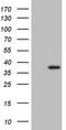 UTP11 Small Subunit Processome Component antibody, LS-C798556, Lifespan Biosciences, Western Blot image 