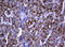 Dedicator of cytokinesis protein 8 antibody, LS-C338528, Lifespan Biosciences, Immunohistochemistry frozen image 