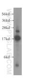 SUB1 Regulator Of Transcription antibody, 11956-1-AP, Proteintech Group, Western Blot image 