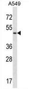 Urotensin 2 Receptor antibody, AP54496PU-N, Origene, Western Blot image 