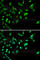 p38 antibody, A0227, ABclonal Technology, Immunofluorescence image 