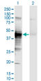 HLA class I histocompatibility antigen, A-3 alpha chain antibody, LS-C197413, Lifespan Biosciences, Western Blot image 