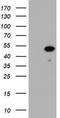 Zinc finger and SCAN domain-containing protein 4 antibody, CF800535, Origene, Western Blot image 