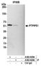 Regulator Of Microtubule Dynamics 3 antibody, A302-828A, Bethyl Labs, Immunoprecipitation image 