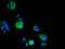Engulfment and cell motility protein 3 antibody, orb400712, Biorbyt, Immunofluorescence image 