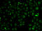 Kinetochore-associated protein NSL1 homolog antibody, abx005359, Abbexa, Western Blot image 