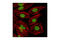 Histone H3 antibody, 2901S, Cell Signaling Technology, Immunofluorescence image 