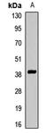 Kruppel Like Factor 3 antibody, orb412563, Biorbyt, Western Blot image 