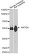 Amylase Alpha 2A (Pancreatic) antibody, STJ110348, St John