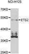 ETS Proto-Oncogene 2, Transcription Factor antibody, abx006449, Abbexa, Western Blot image 