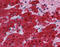 Glutathione S-transferase A3 antibody, 51-461, ProSci, Immunohistochemistry frozen image 