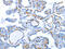 Wnt Family Member 1 antibody, CSB-PA682357, Cusabio, Immunohistochemistry paraffin image 