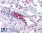 CTSE antibody, LS-B523, Lifespan Biosciences, Immunohistochemistry frozen image 