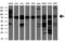 Aminoacylproline aminopeptidase antibody, M09499, Boster Biological Technology, Western Blot image 