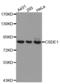 Cold Shock Domain Containing E1 antibody, LS-C334402, Lifespan Biosciences, Western Blot image 