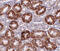 DNA Damage Inducible Transcript 4 antibody, 4495, ProSci, Immunohistochemistry frozen image 