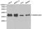 Heterogeneous Nuclear Ribonucleoprotein A2/B1 antibody, LS-B12920, Lifespan Biosciences, Western Blot image 
