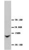 Gap Junction Protein Beta 2 antibody, ab65969, Abcam, Western Blot image 
