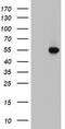 FIC Domain Containing antibody, TA802841AM, Origene, Western Blot image 