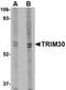 Tripartite motif-containing protein 30 antibody, orb75039, Biorbyt, Western Blot image 
