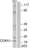 Cyclin-dependent kinase 2-associated protein 1 antibody, LS-B9131, Lifespan Biosciences, Western Blot image 