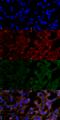 4 Hydroxynonenal antibody, SMC-511D-A594, StressMarq, Immunocytochemistry image 