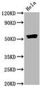 SMAD Family Member 5 antibody, CSB-RA859108A465phHU, Cusabio, Western Blot image 