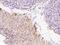 Desmin antibody, 106160-T10, Sino Biological, Immunohistochemistry frozen image 